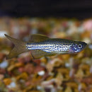 Longfin Leopard Danio - Fishly