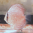 Leopard Discus - Fishly