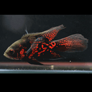 Long-Fin Red Tiger Oscar - Fishly