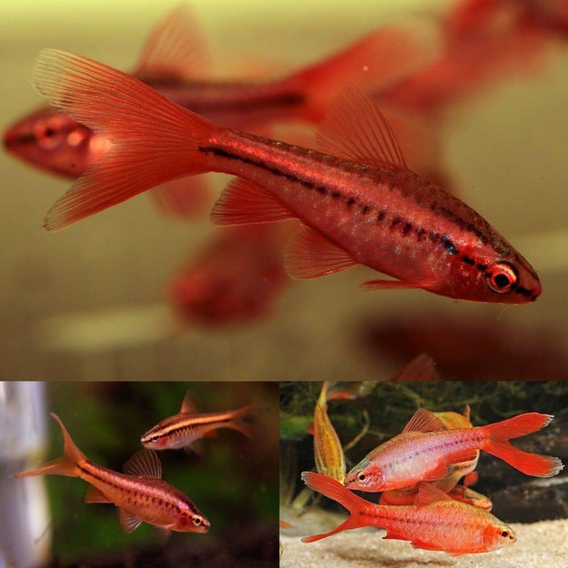 LongFin Cherry Barb - Fishly