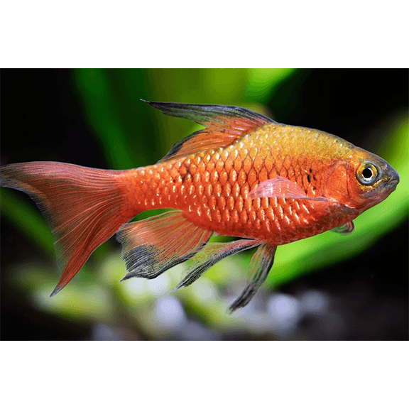Longfin Rosy Barb - Fishly