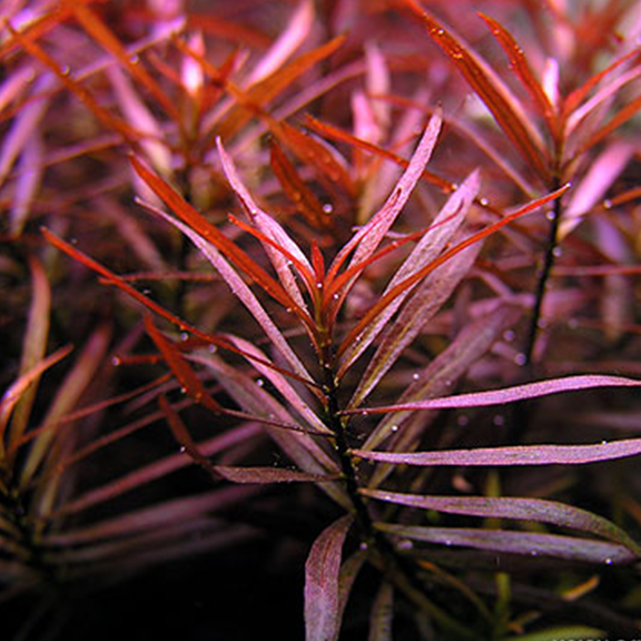 Needle Leaf Ludwigia (Ludwigia Arcuata) - Fishly