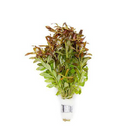 Needle Leaf Ludwigia (Ludwigia Arcuata) - Fishly