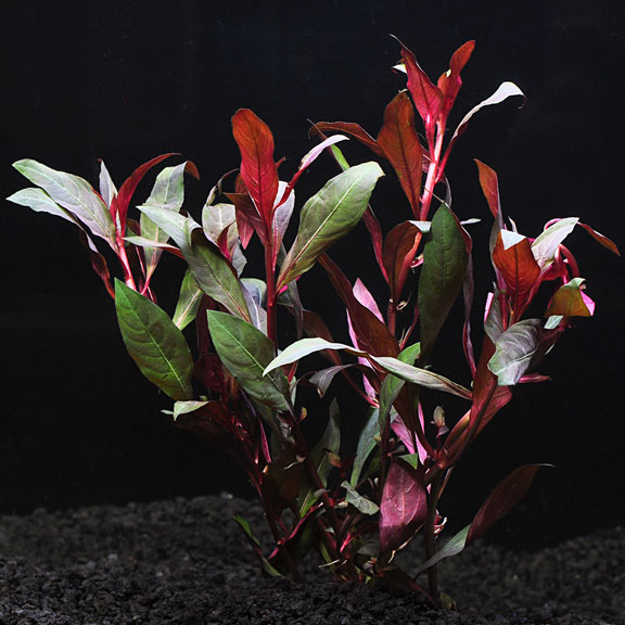 Red Ludwigia (Ludwigia Perennsis) - Fishly
