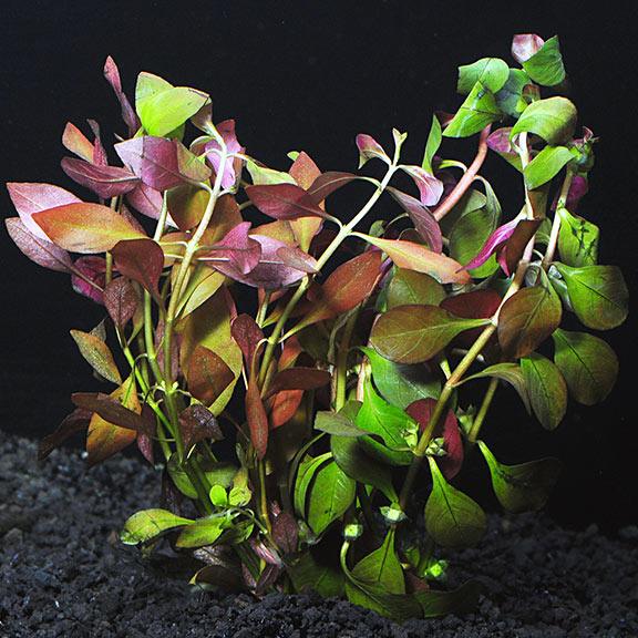 Ludwigia Repens - Fishly