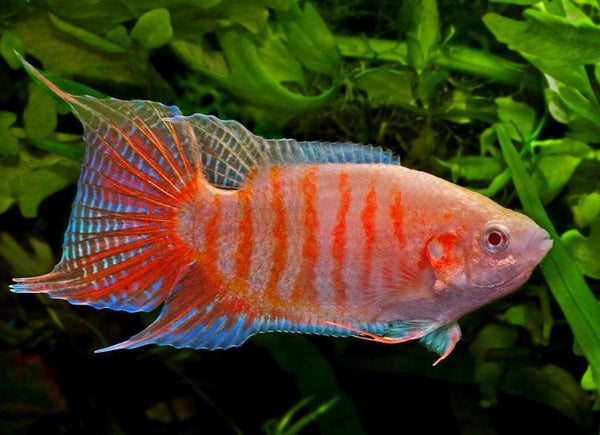 Albino Paradise Fish - Fishly