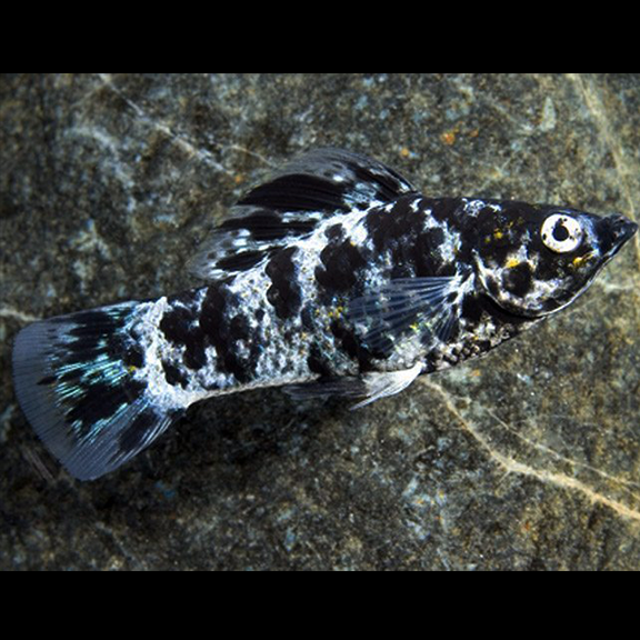 Dalmation Marble Molly - Fishly