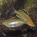 McCulloch's Rainbow - Fishly