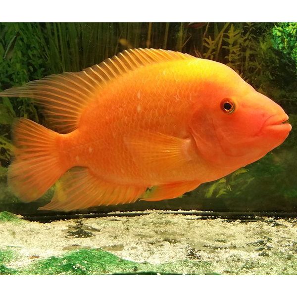 Midas Cichlid - Fishly