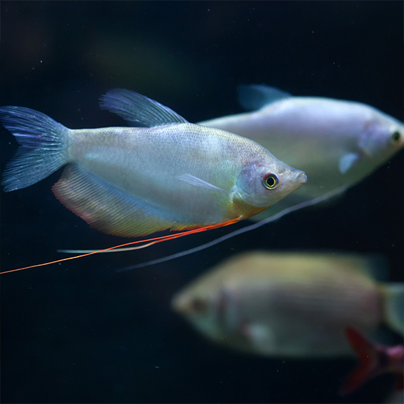 Moonlight Gourami - Fishly