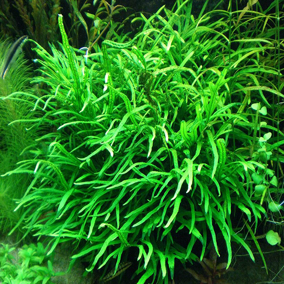 Needle Leaf Java Fern - Fishly