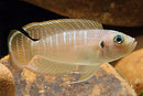 Shell Dwelling Cichlid - Neolamprologus Brevis - Fishly