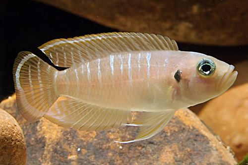 Shell Dwelling Cichlid - Neolamprologus Brevis - Fishly