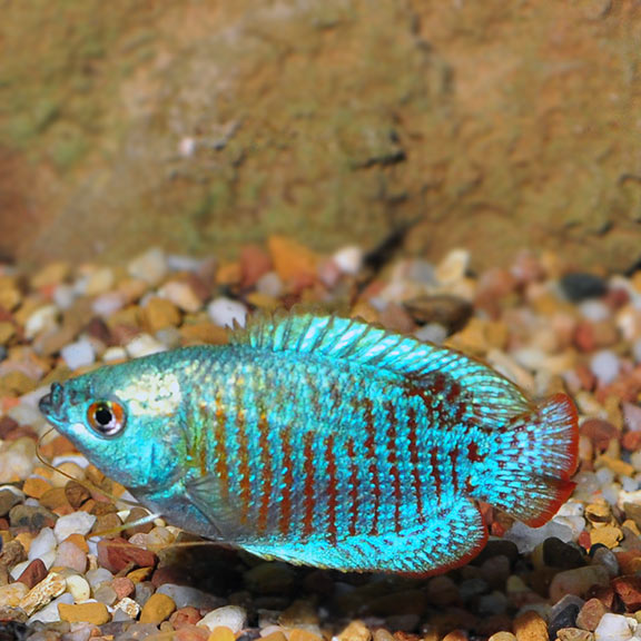 Neon Blue Dwarf Gourami - Fishly