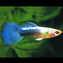 Neon Blue Guppy (Trio) - Fishly