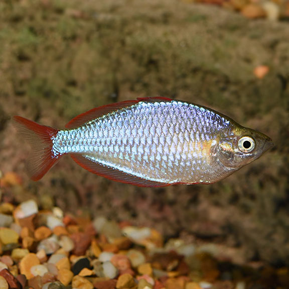 Neon Dwarf Rainbow - Fishly