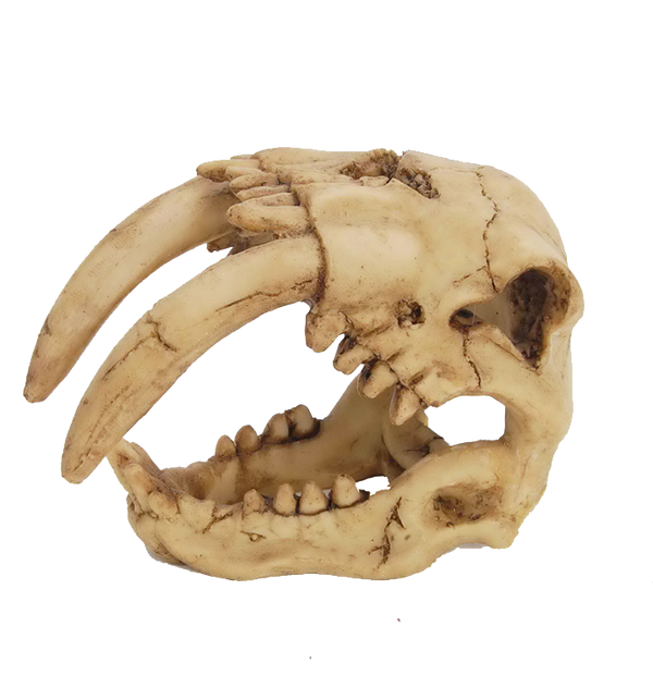 Saber Tooth Tiger Skull Aquarium Ornament - Fishly