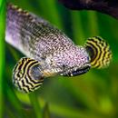 Ornate Bichir - Fishly