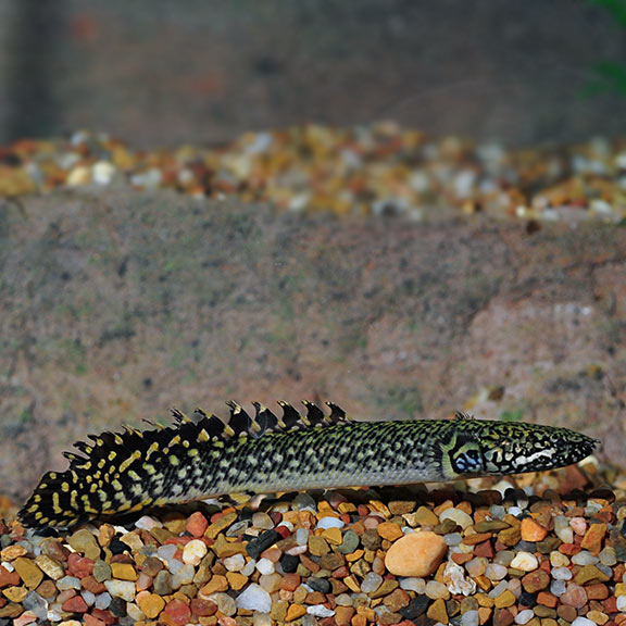 Ornate Bichir - Fishly