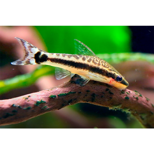 Otocinclus - Fishly