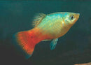 Blue Coral Platy - Fishly