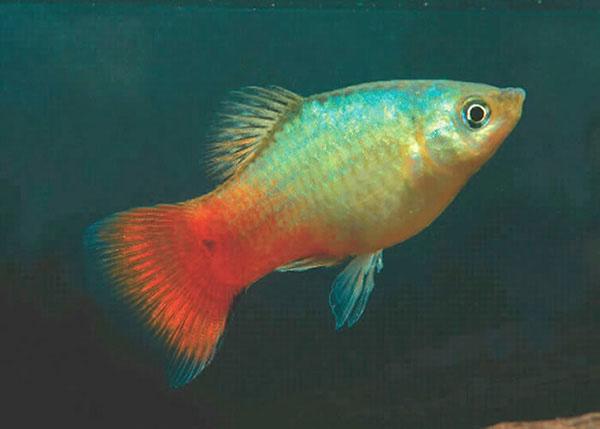 Blue Coral Platy - Fishly