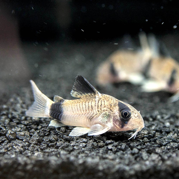 Panda Cory - Fishly