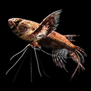 Pantadon Butterfly Fish - Fishly