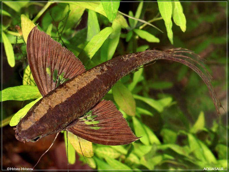 Pantadon Butterfly Fish - Fishly