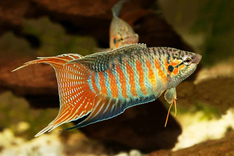 Paradise Fish - Fishly