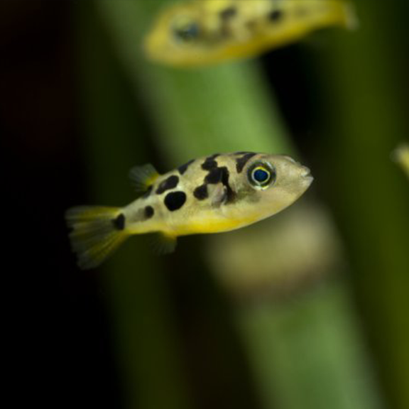 Dwarf Pea Puffer - Fishly