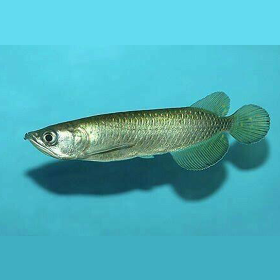 Pearl Jardini Arowana - Fishly