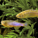 Pearl Danio - Fishly