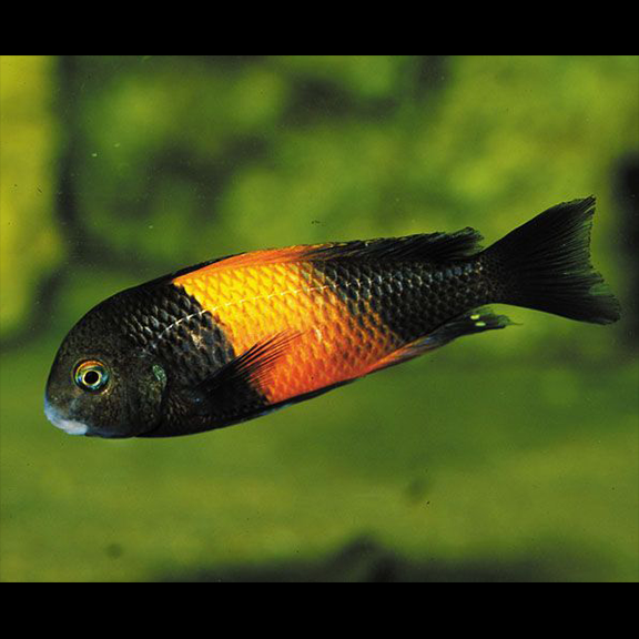 Tropheus Moorii Pemba - Fishly