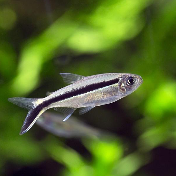 Penguin Tetra - Fishly