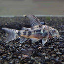 Peppered Cory - Fishly