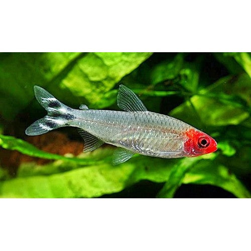 Platinum Rummynose Tetra - Fishly