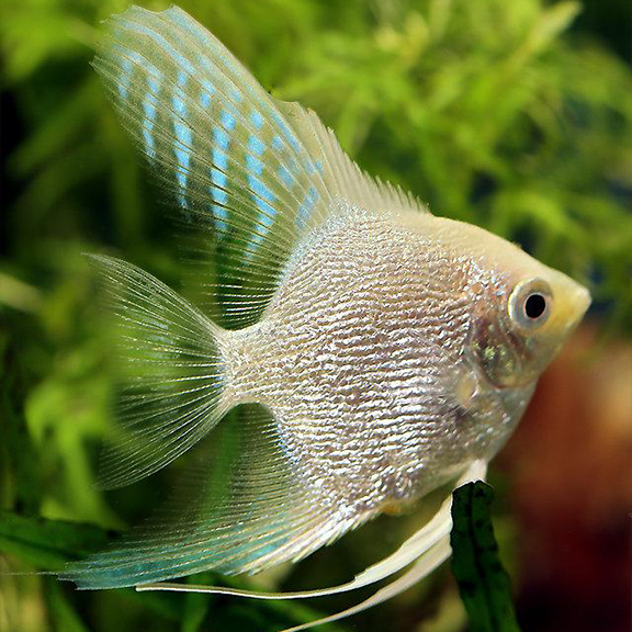 Platinum Angel Fish - Fishly