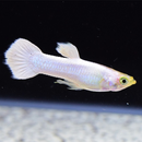 Platinum White Guppy Trio - Fishly