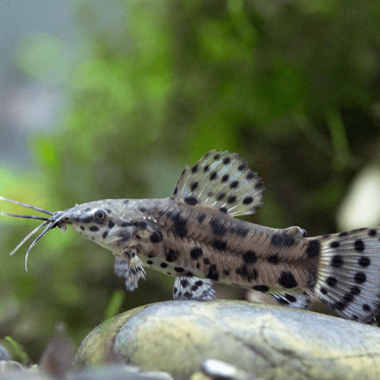 Hoplo Catfish - Fishly