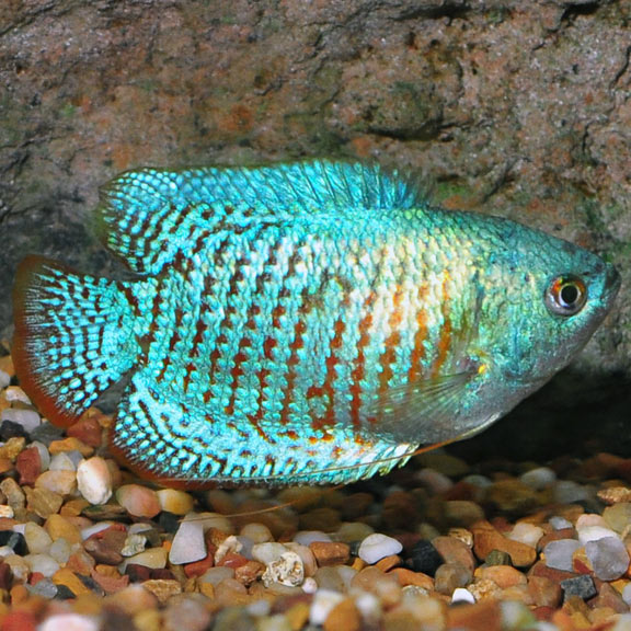 Blue Dwarf Gourami - Fishly