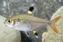 Pristella Tetra - Fishly