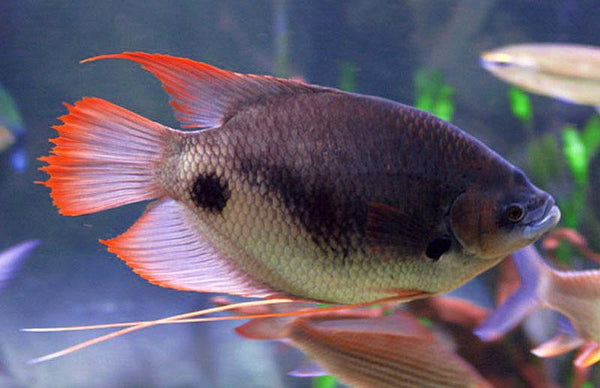 Red Tail Giant Gourami - Fishly