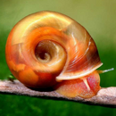 Ramshorn Snail - Fishly