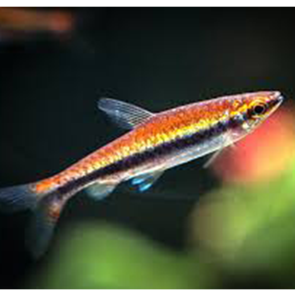 Red Beckford Pencil Fish