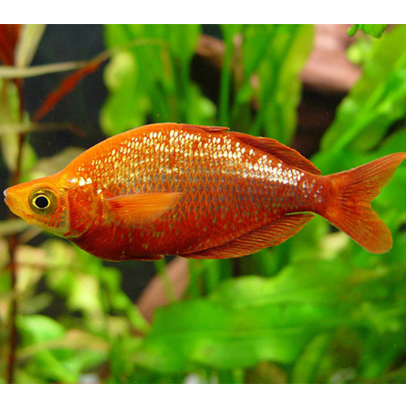 Red Rainbow Fish - Fishly