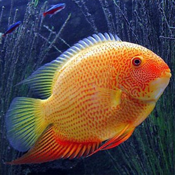 Red Spot Severum - Fishly