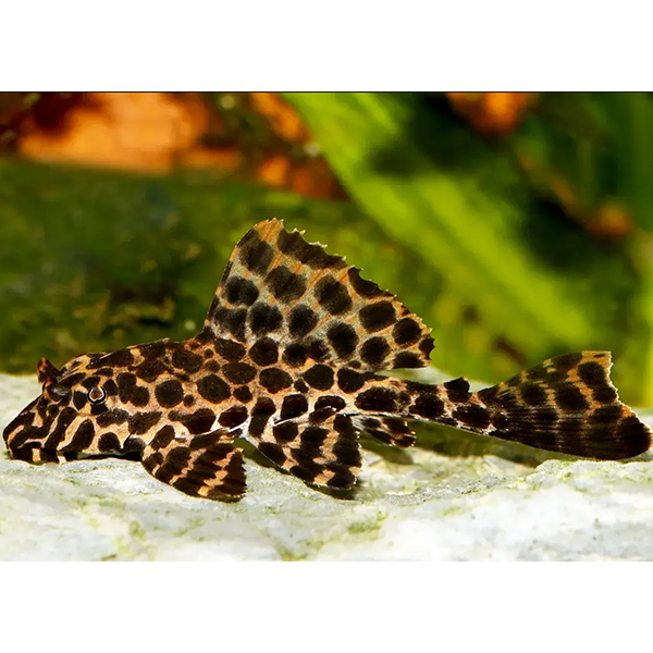 Red Spot Pleco - Fishly