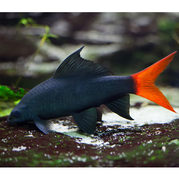 Red Tail Black Shark - Fishly