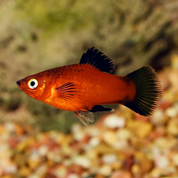 Red Wag Platy - Fishly